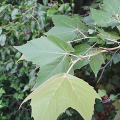 Platanus mexicana