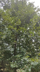 Platanus mexicana