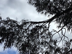 Glossopsitta concinna