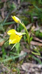 Diuris behrii