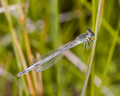 Ischnura perparva