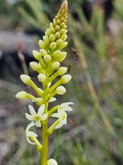 Stackhousia aspericocca