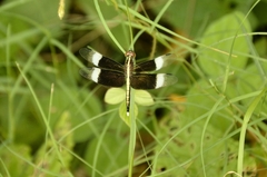 Neurothemis tullia