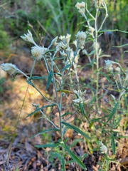 Pseudognaphalium obtusifolium