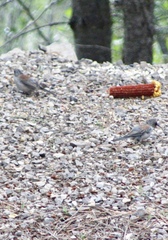 Junco hyemalis dorsalis