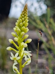 Stackhousia aspericocca