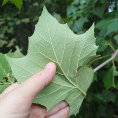 Platanus mexicana