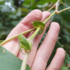 Platanus mexicana