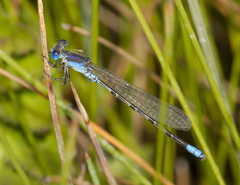 Argia alberta