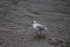 Larus argentatus