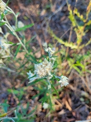 Pseudognaphalium obtusifolium