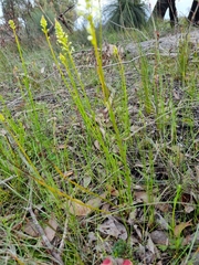 Stackhousia aspericocca