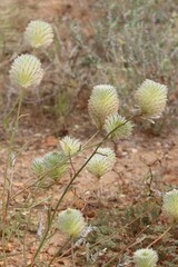 Ptilotus xerophilus