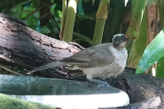 Philemon buceroides