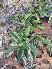 Lupinus villosus