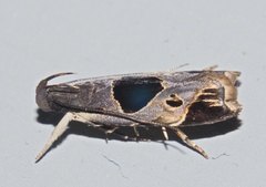 Helcystogramma hibisci