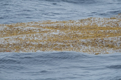 Sargassum natans