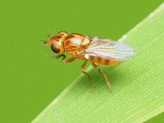 Thaumatomyia pulla