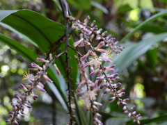 Cordyline cannifolia