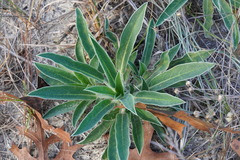 Lupinus villosus