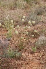Ptilotus xerophilus