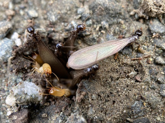 Reticulitermes hesperus