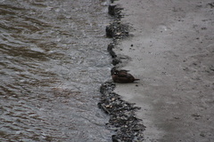 Histrionicus histrionicus