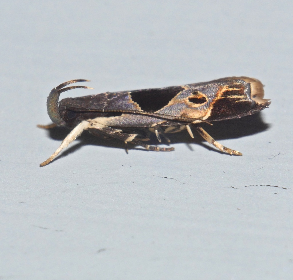 Helcystogramma