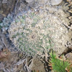 Mammillaria