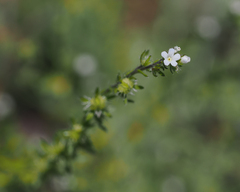 Lappula occidentalis occidentalis