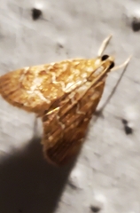 Glaphyria sesquistrialis