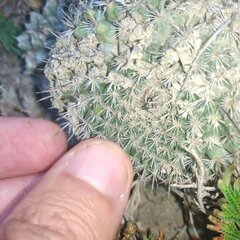 Mammillaria