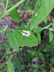 Chrysoesthia sexguttella