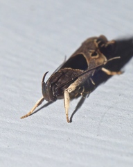 Helcystogramma hibisci