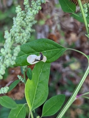 Chrysoesthia sexguttella