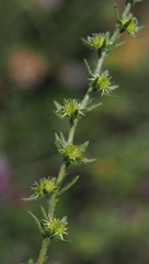 Lappula occidentalis occidentalis