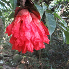 Brownea ariza