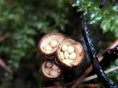 Crucibulum