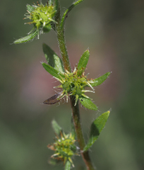 Lappula occidentalis occidentalis