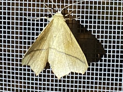 Prochoerodes lineola