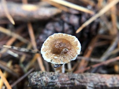 Lepiota castanea