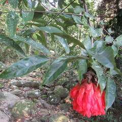 Brownea ariza
