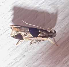 Helcystogramma hibisci