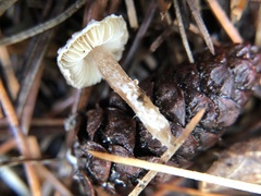 Lepiota castanea
