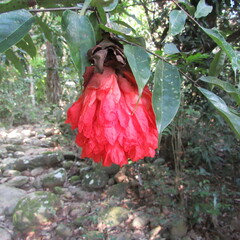 Brownea ariza