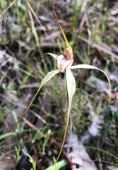 Caladenia venusta
