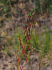 Pennellia longifolia
