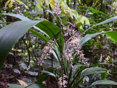 Cordyline cannifolia
