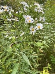 Symphyotrichum boreale