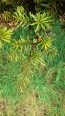 Podocarpus totara
